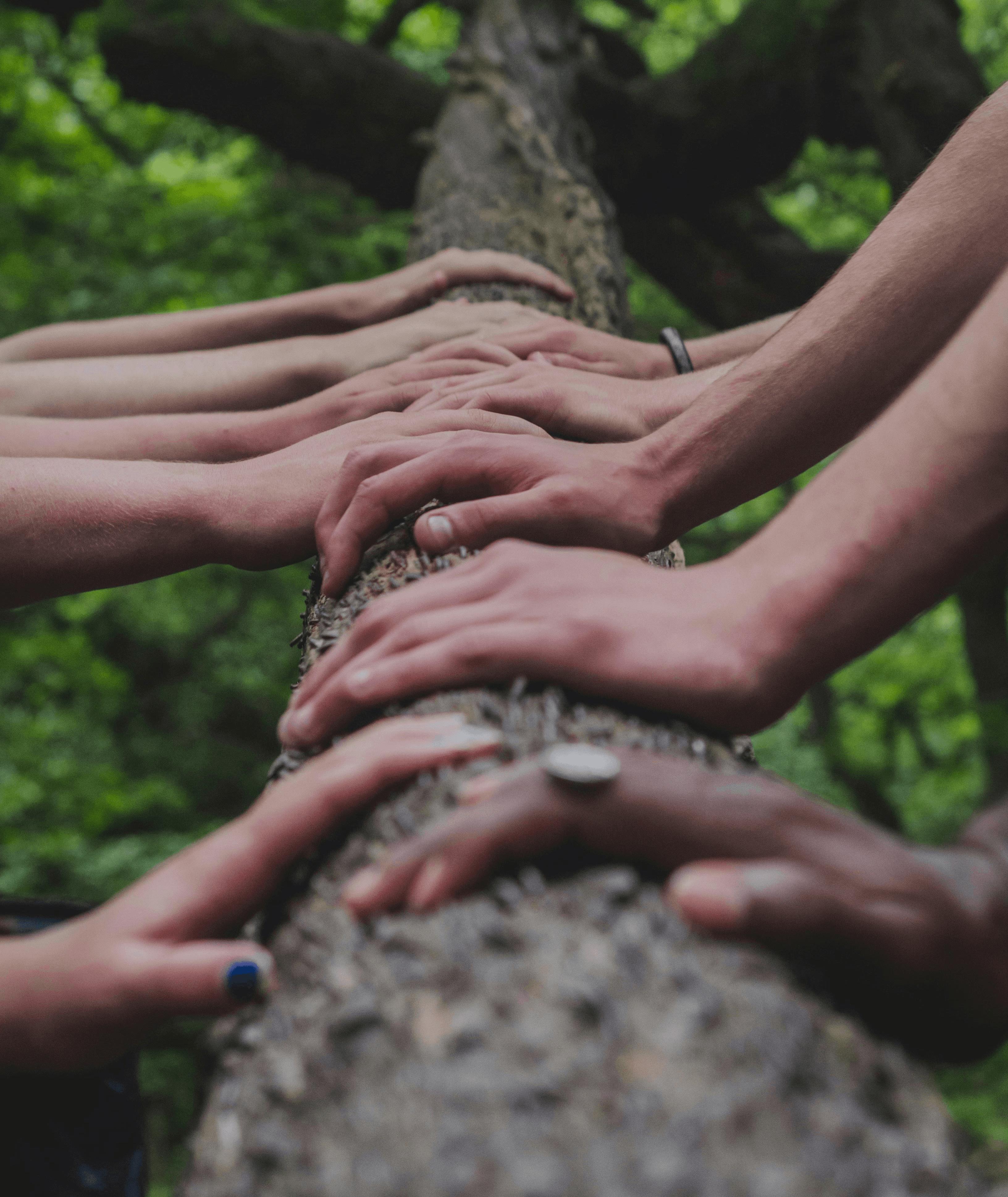 a group of people holding hands on top of a tree