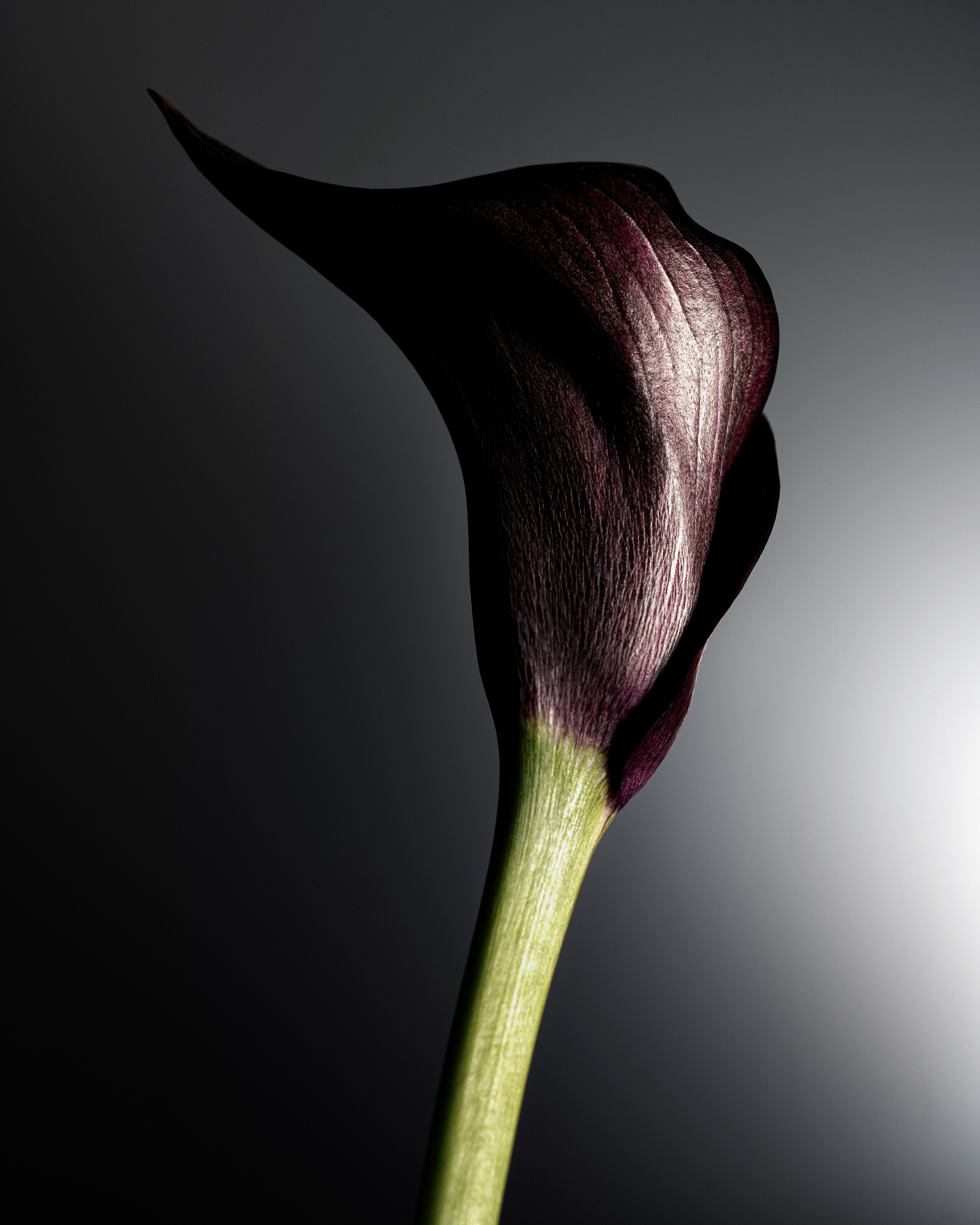 Photo de csométique, studio photo, pierretmae