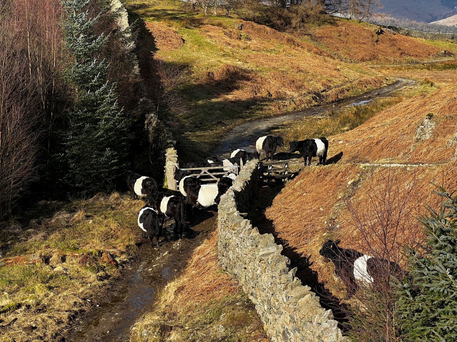 A herd of cows gather around a gate on both sides. Obstructing the path up to Black Fell.