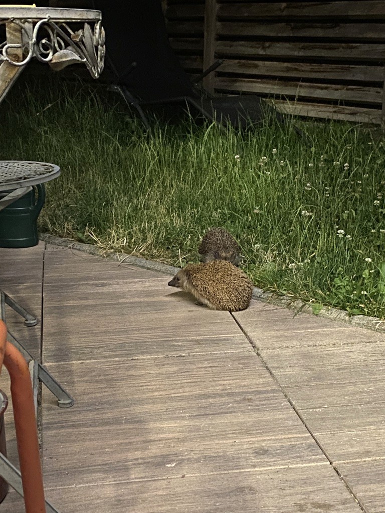 Igel auf der Terrasse am Garten