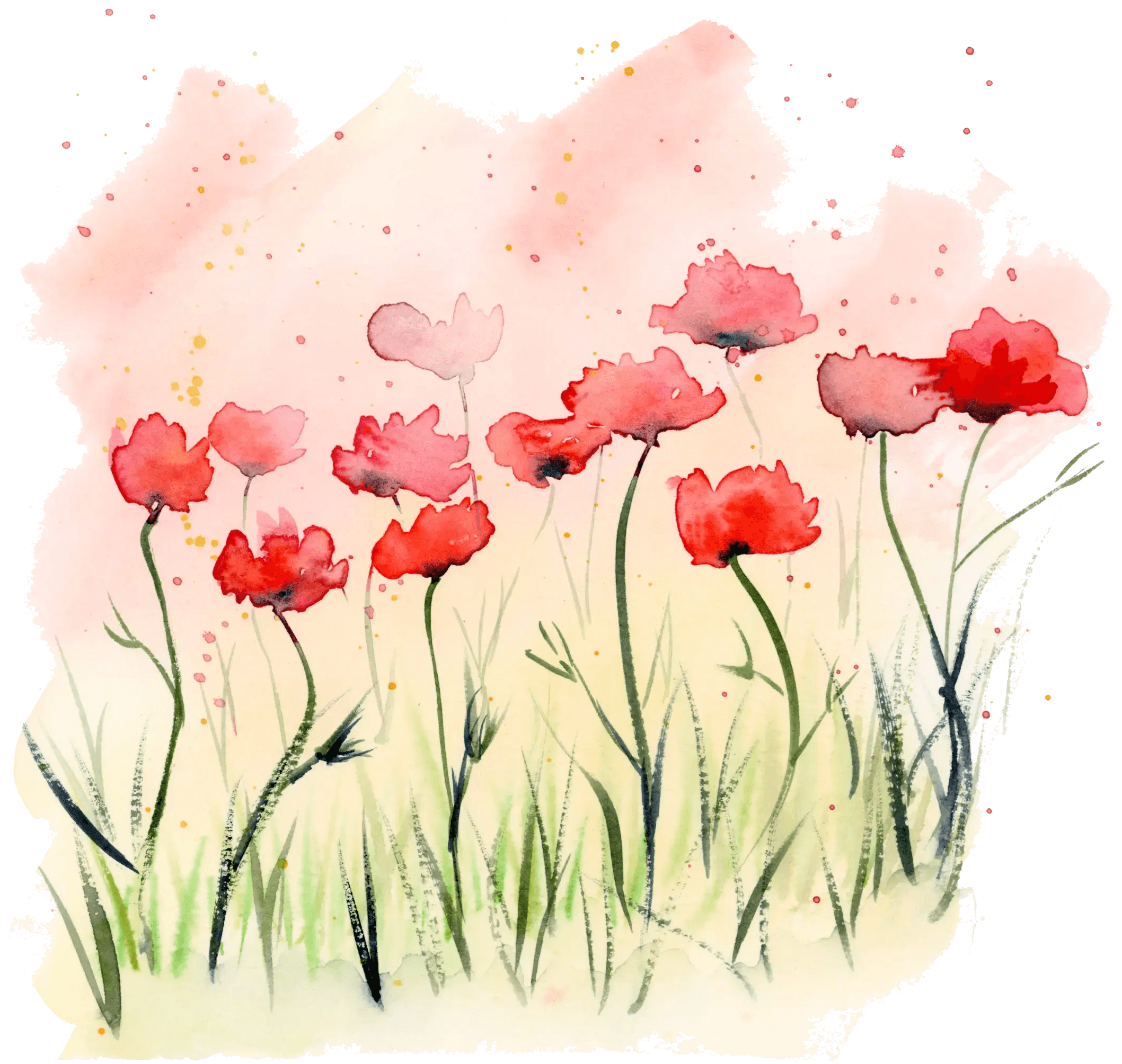 Watercolour illustration of red poppies