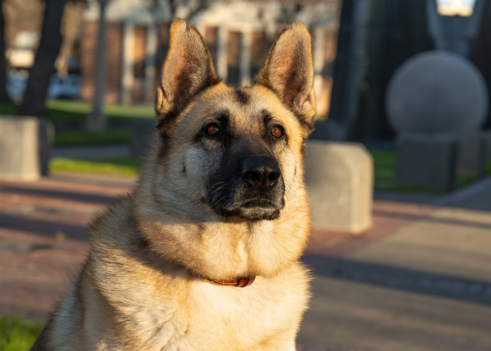 German Shepherd sitting in a Lodi plaza
