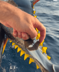 Oman, tun, yellowfin, popper, kastefiskeri, båd