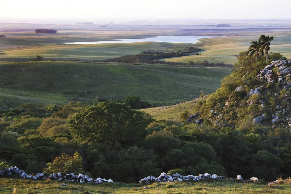Waldlandschaft als Symbolbild für das Aufforstungsprojekt in Uruguay.