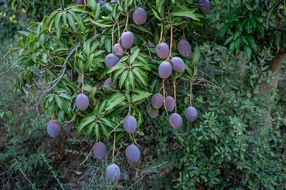 Mangoes ripening on the tree, 2026 harvest