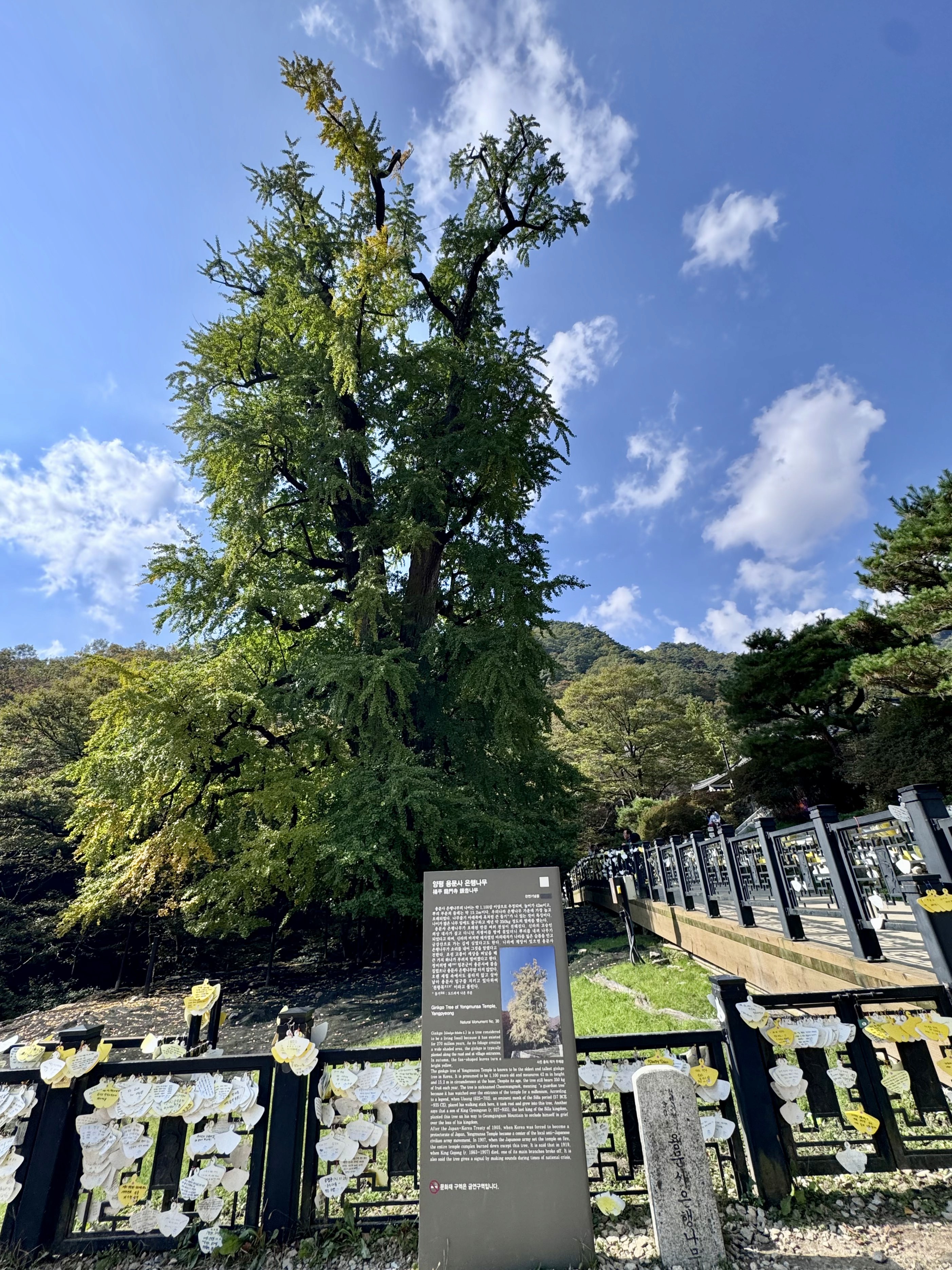The legendary ginkgo tree of Yongmunsa