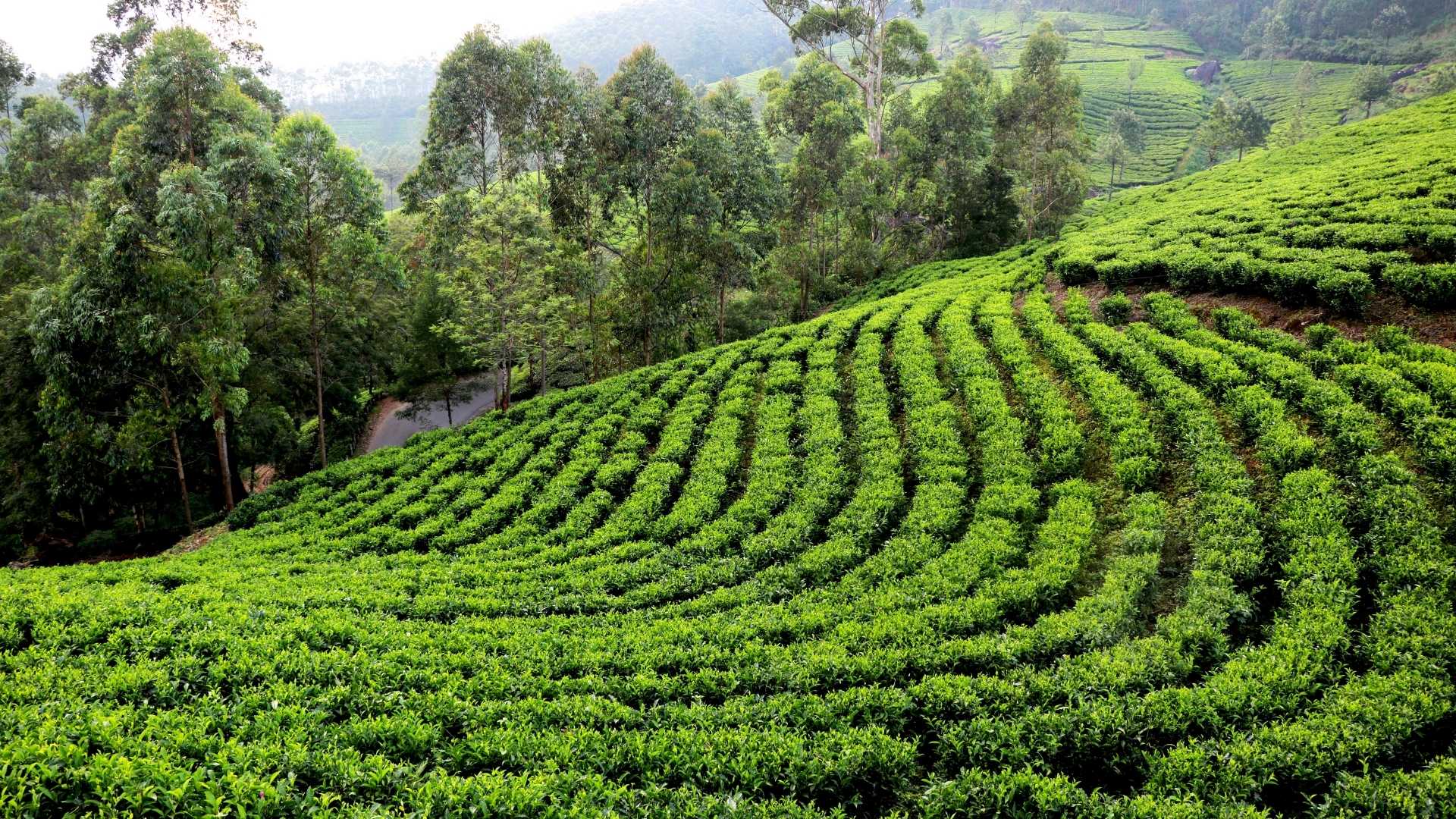 Best Time to Visit Tea Gardens in Assam