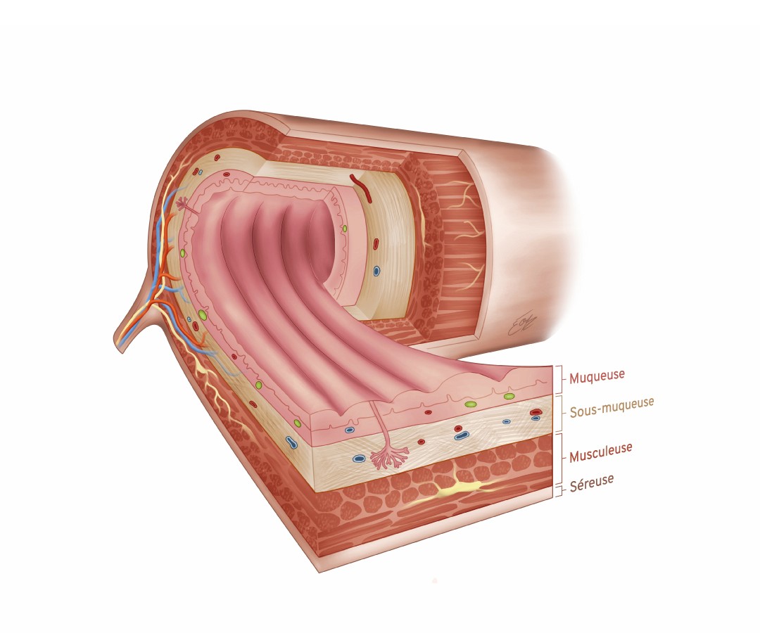 Illustration scientifique du tractus digestif sur le plan histologique en couleurs avec annotations des différentes couches par l'illustratrice scientifique Élodie Ouellet-Belleau.