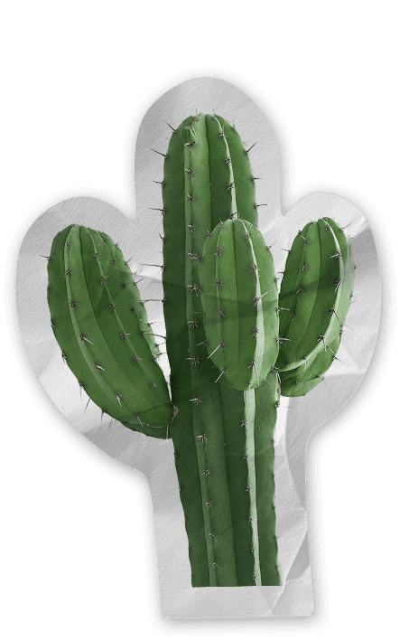 Cactus sticker