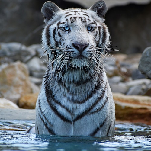 一只蓝眼睛的白虎站在齐胸深的水中，背景是岩石。