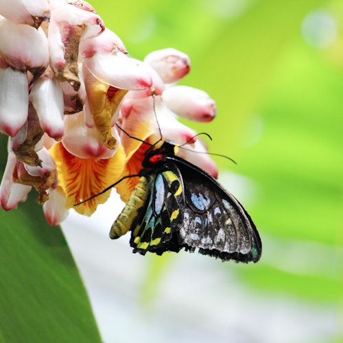A close-up of a butterfly with black, yellow, and blue patterns on its wings, perched on a cluster of white and pink flowers.