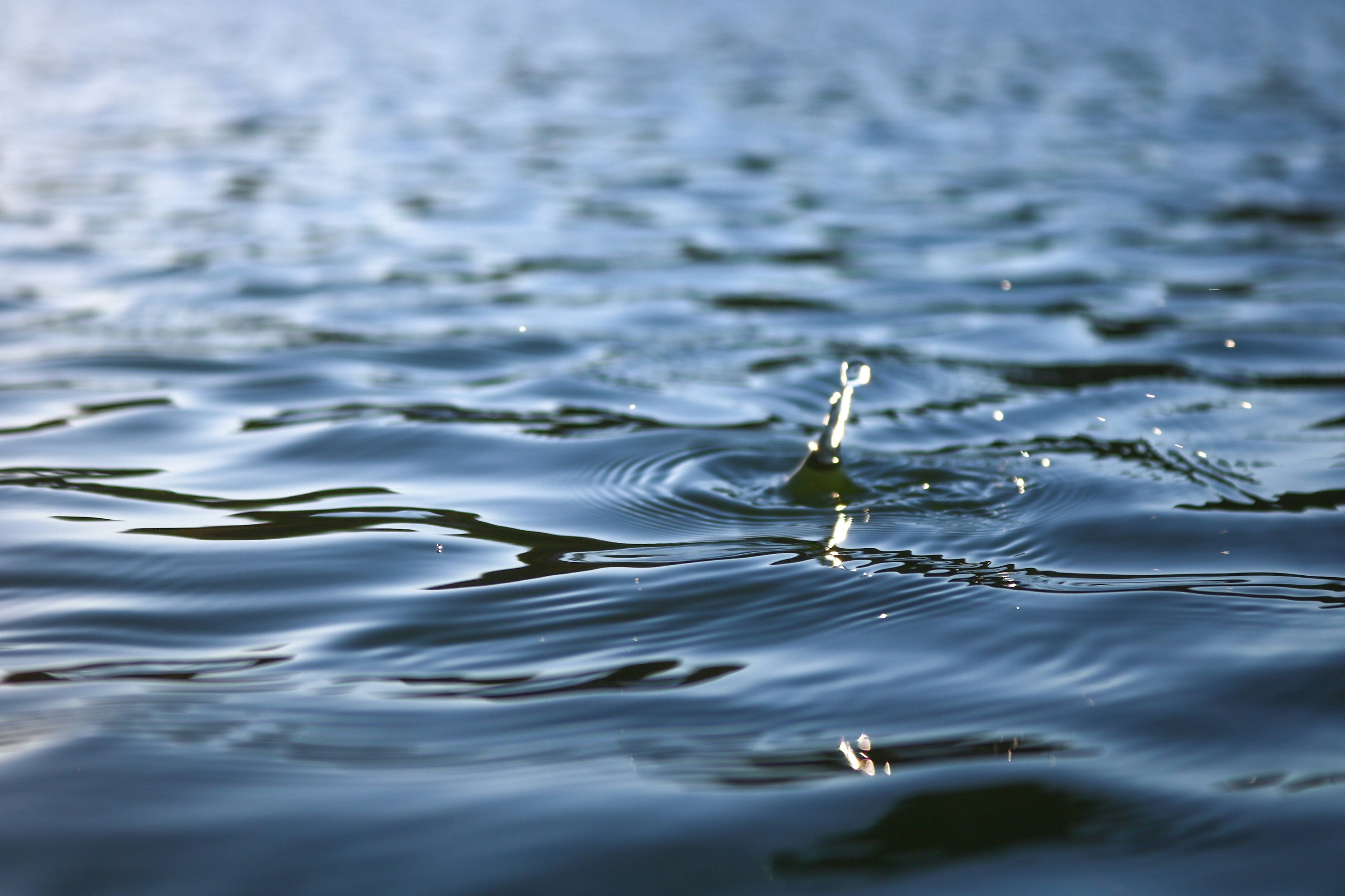 a bird swimming in water