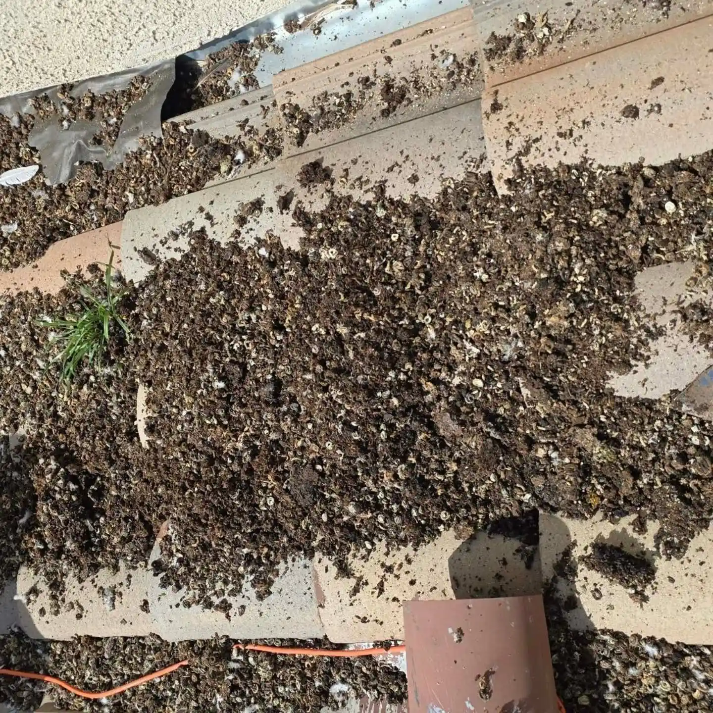Pigeon droppings and nesting debris under rooftop solar panels before abatement | Premier Solar Service, serving Central Valley, CA