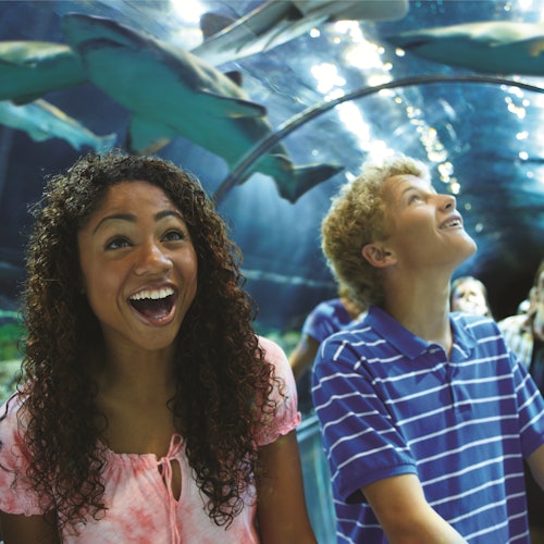 Входен билет за SeaWorld Орландо с опция за бърза опашка