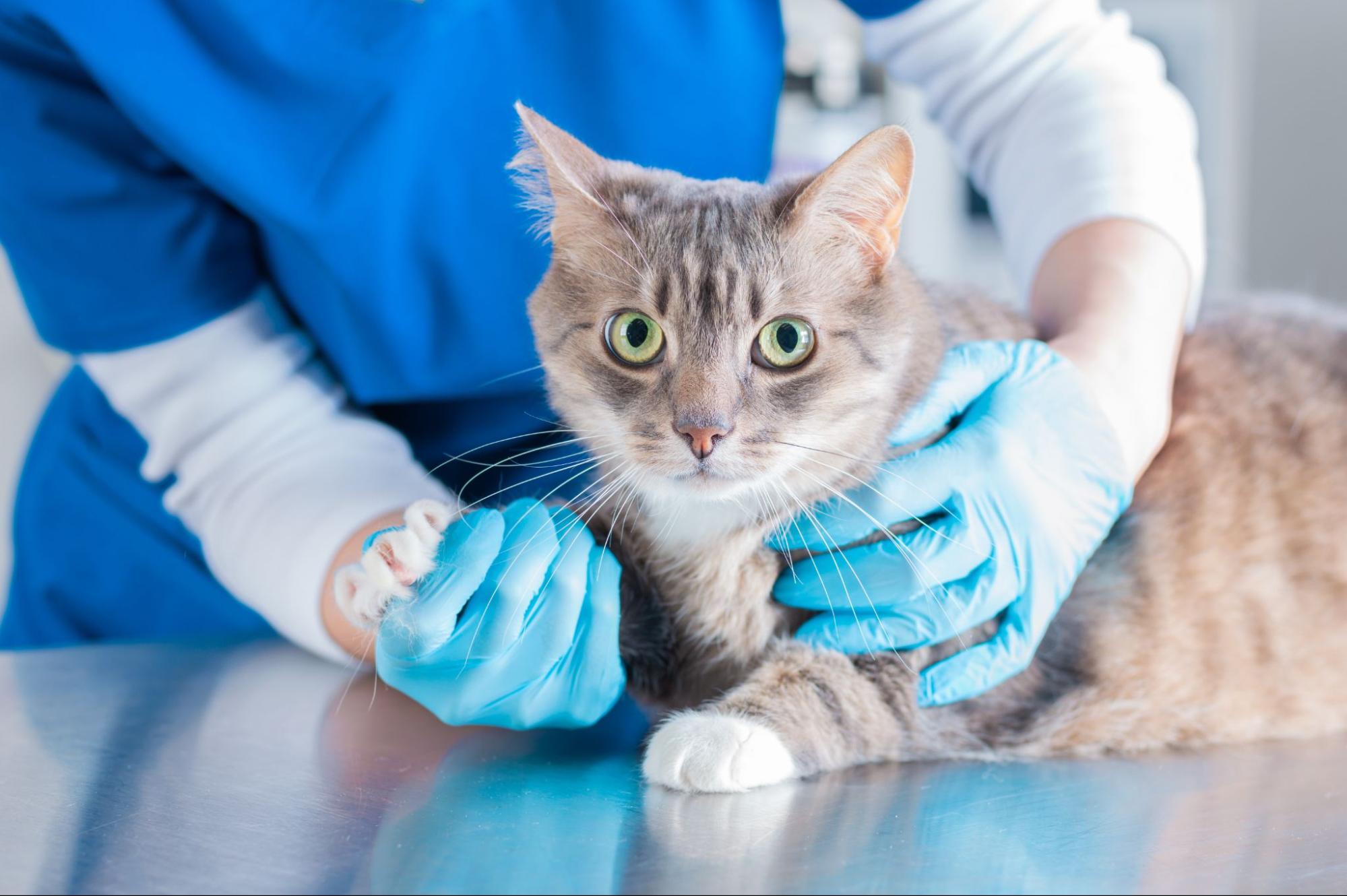 What is Neutering a Cat?