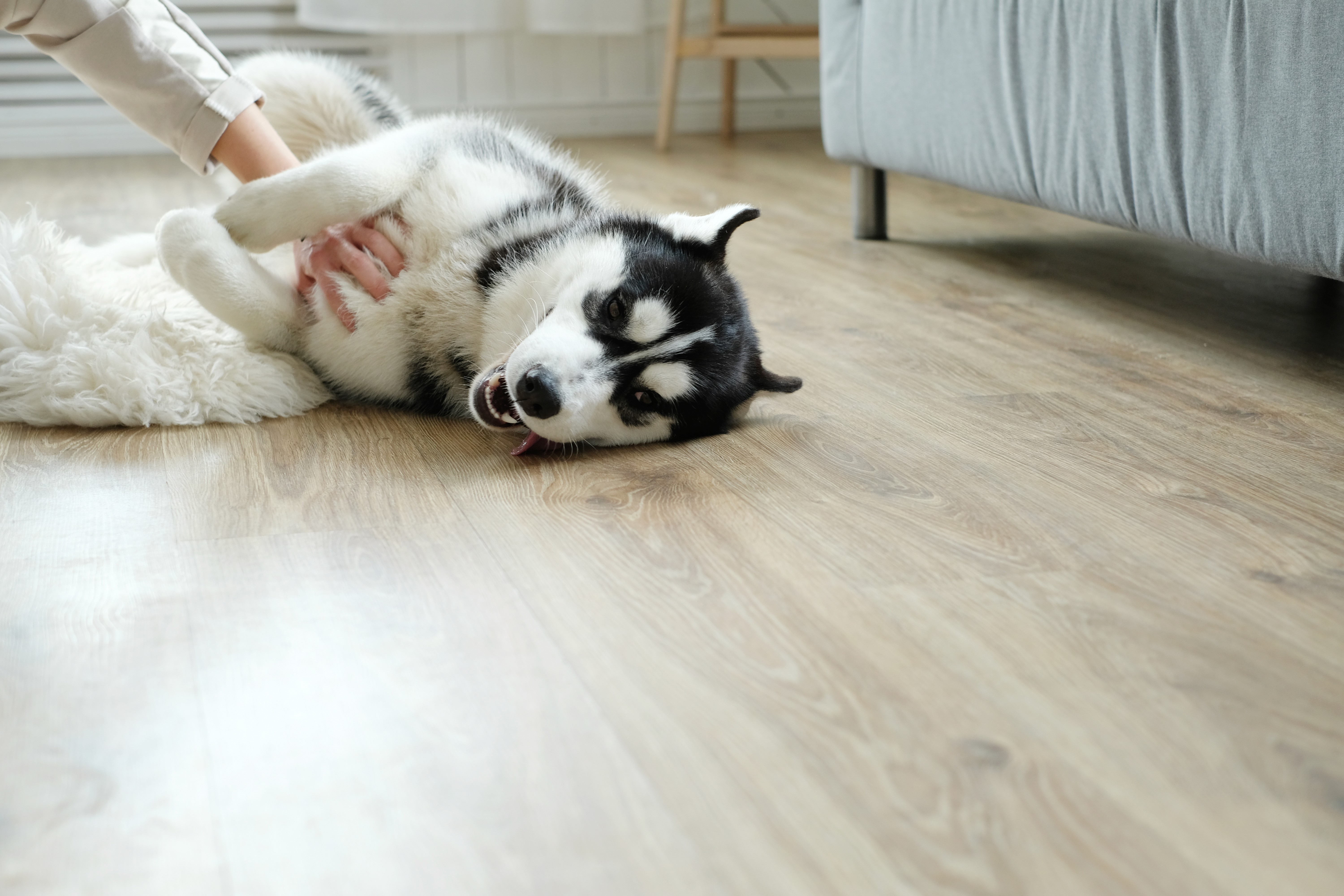 Happy dog enjoying pet-friendly, scratch-resistant hybrid flooring by LUXO Floors Australia, built for durability, comfort and everyday living