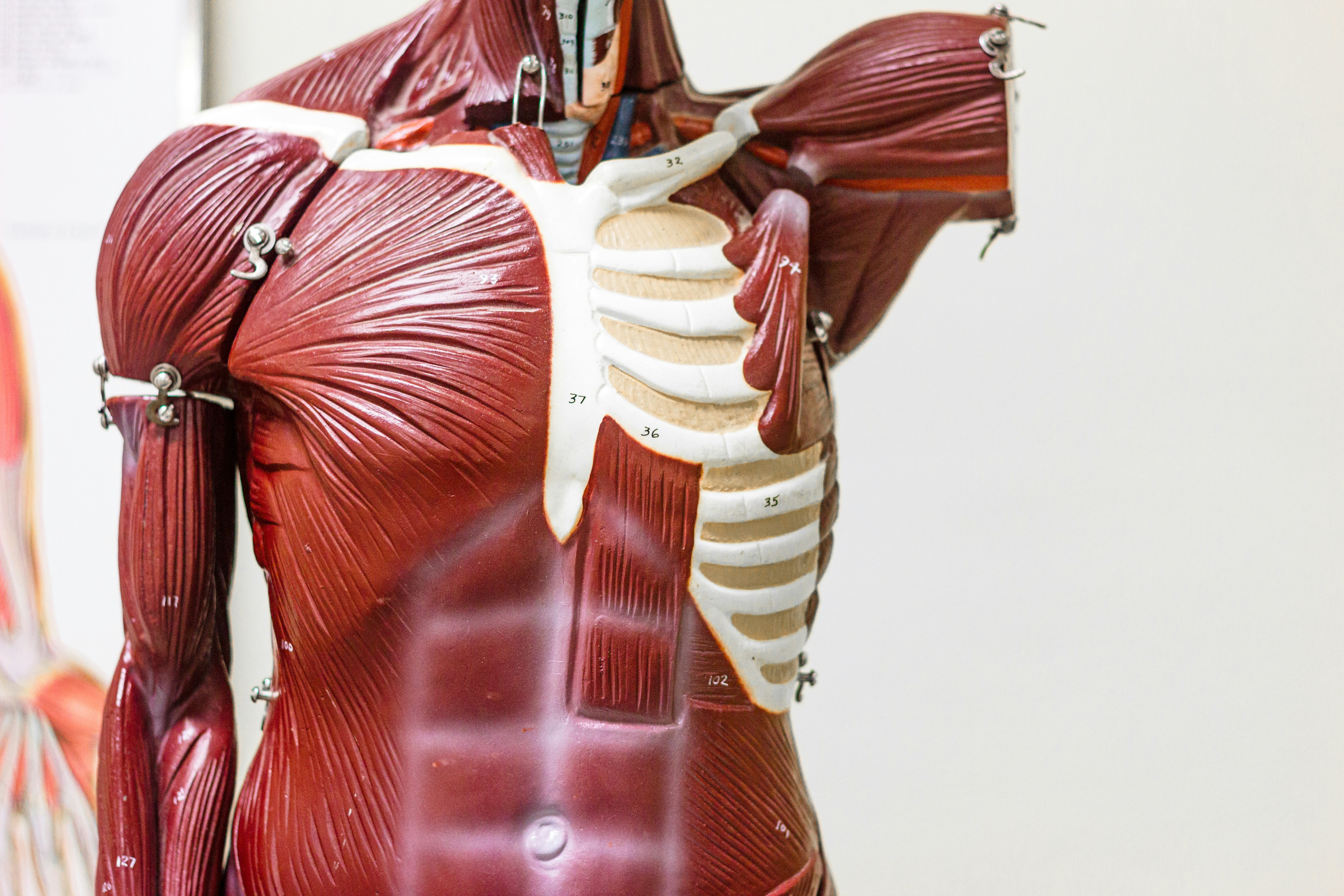 human body model for how to study for anatomy practical