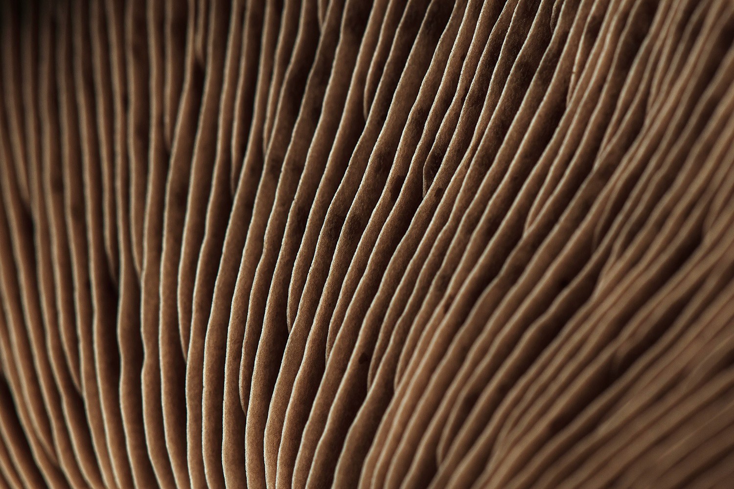 Close-up image of textured brown strands resembling fur or hair.