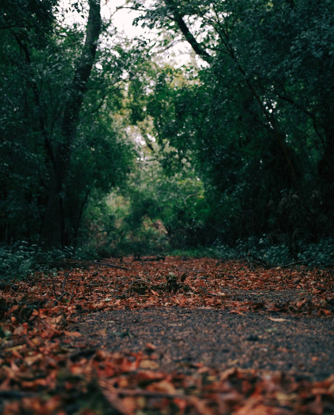 Chemin ou sentier dans une forêt sombre recouvert de feuilles mortes