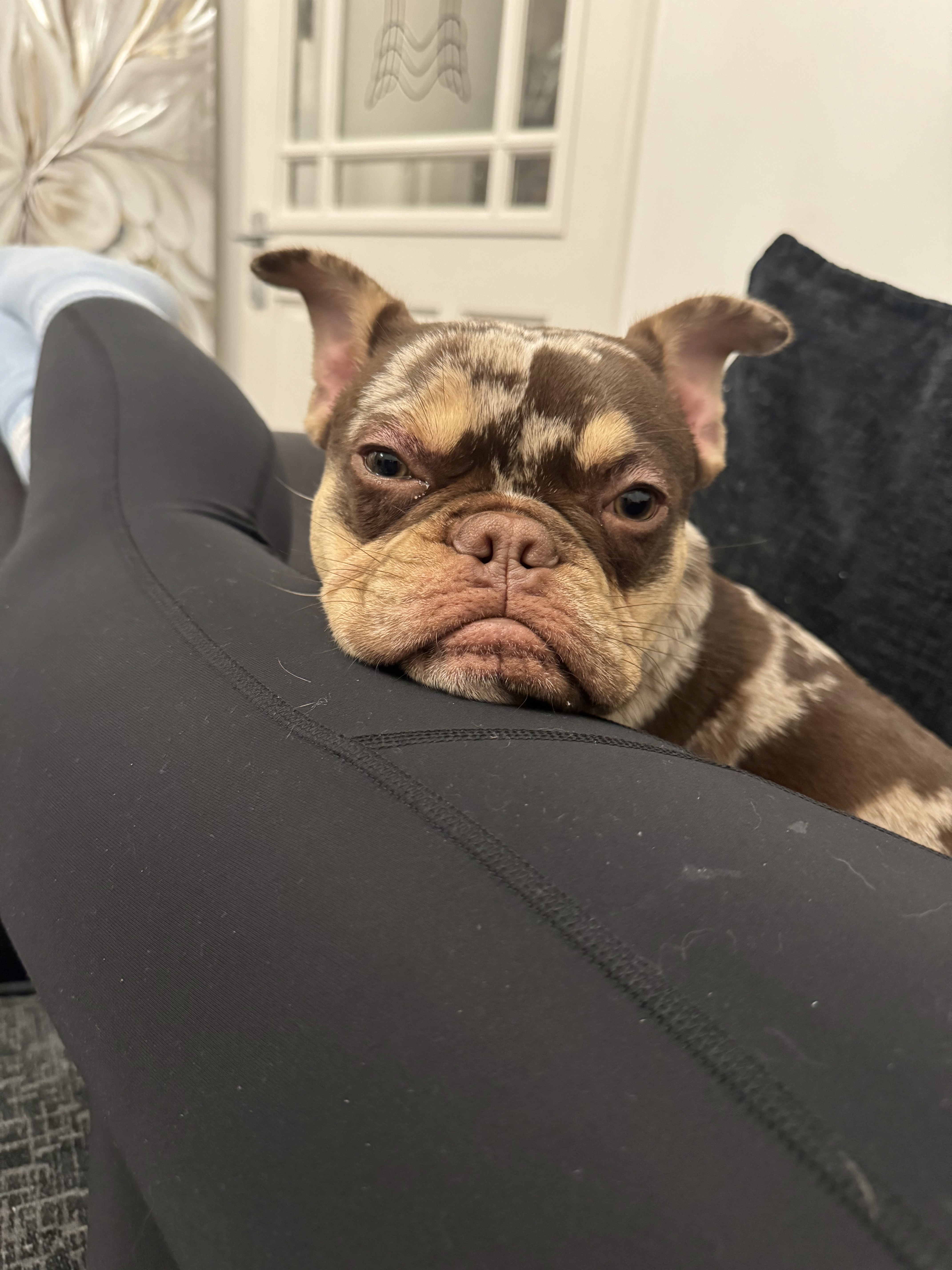 Circular image of a brown and tan french bulldog laid on a persons legs looking directly at the camera