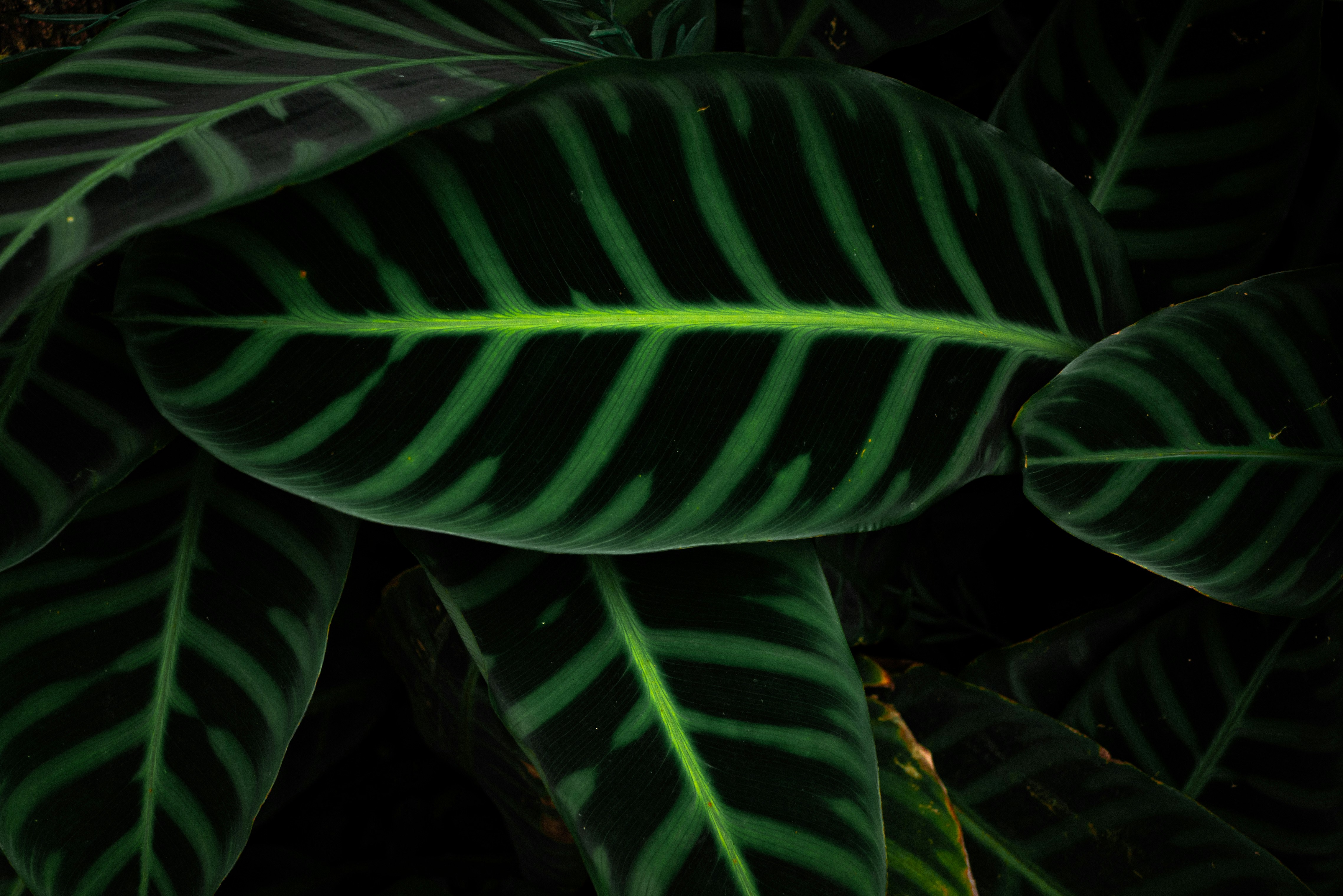 Close-up of dark green leaves with light green stripes.