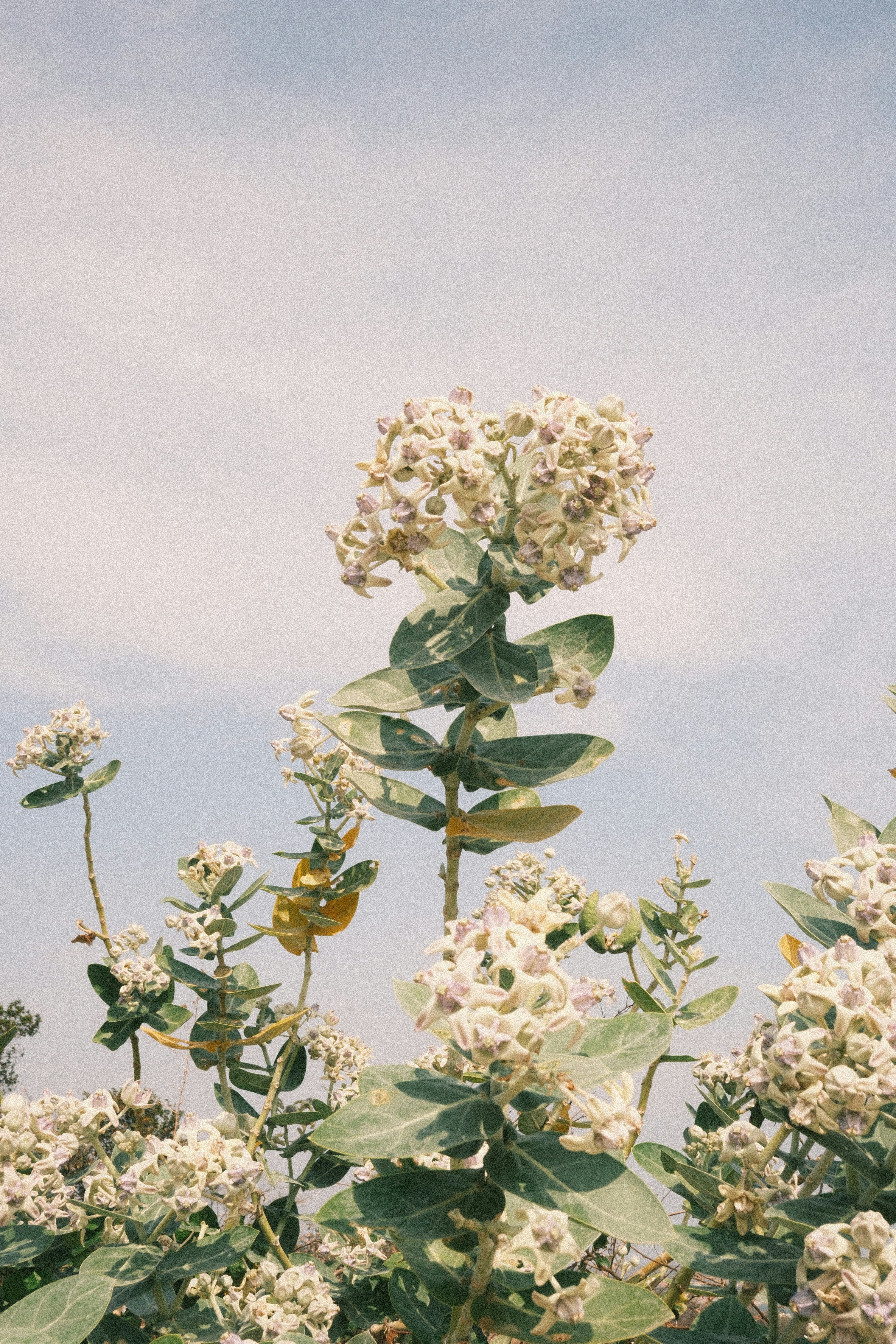 White flowers bloom against a pale blue sky.