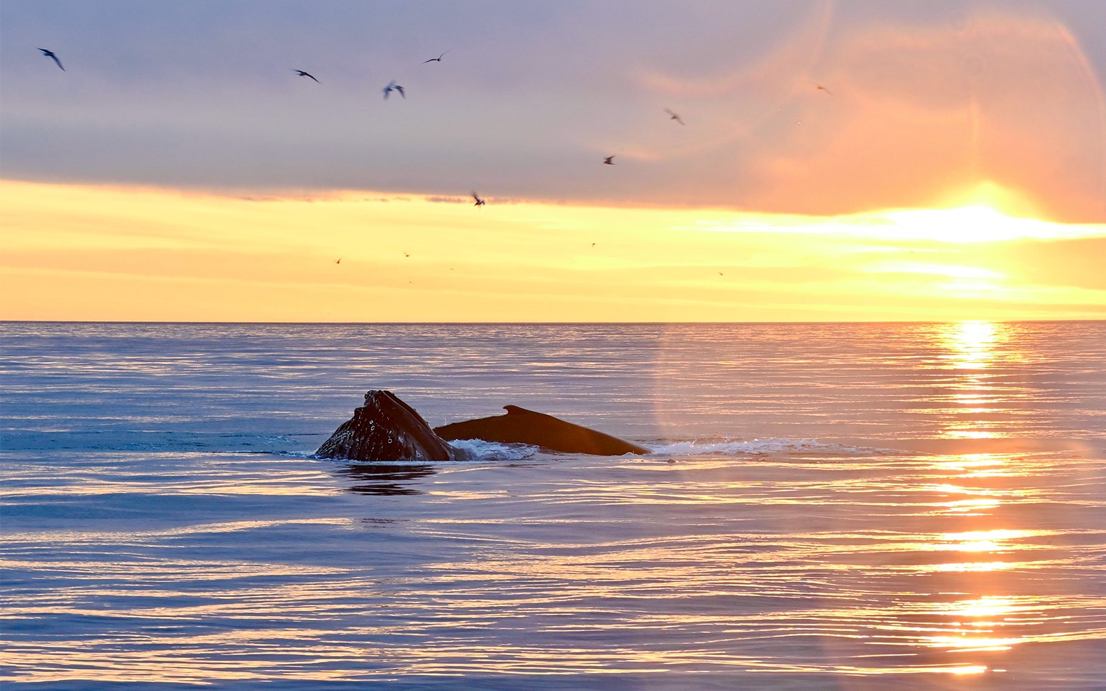 Hval som kommer til overflaten i havet ved solnedgang nær Reykjavík.