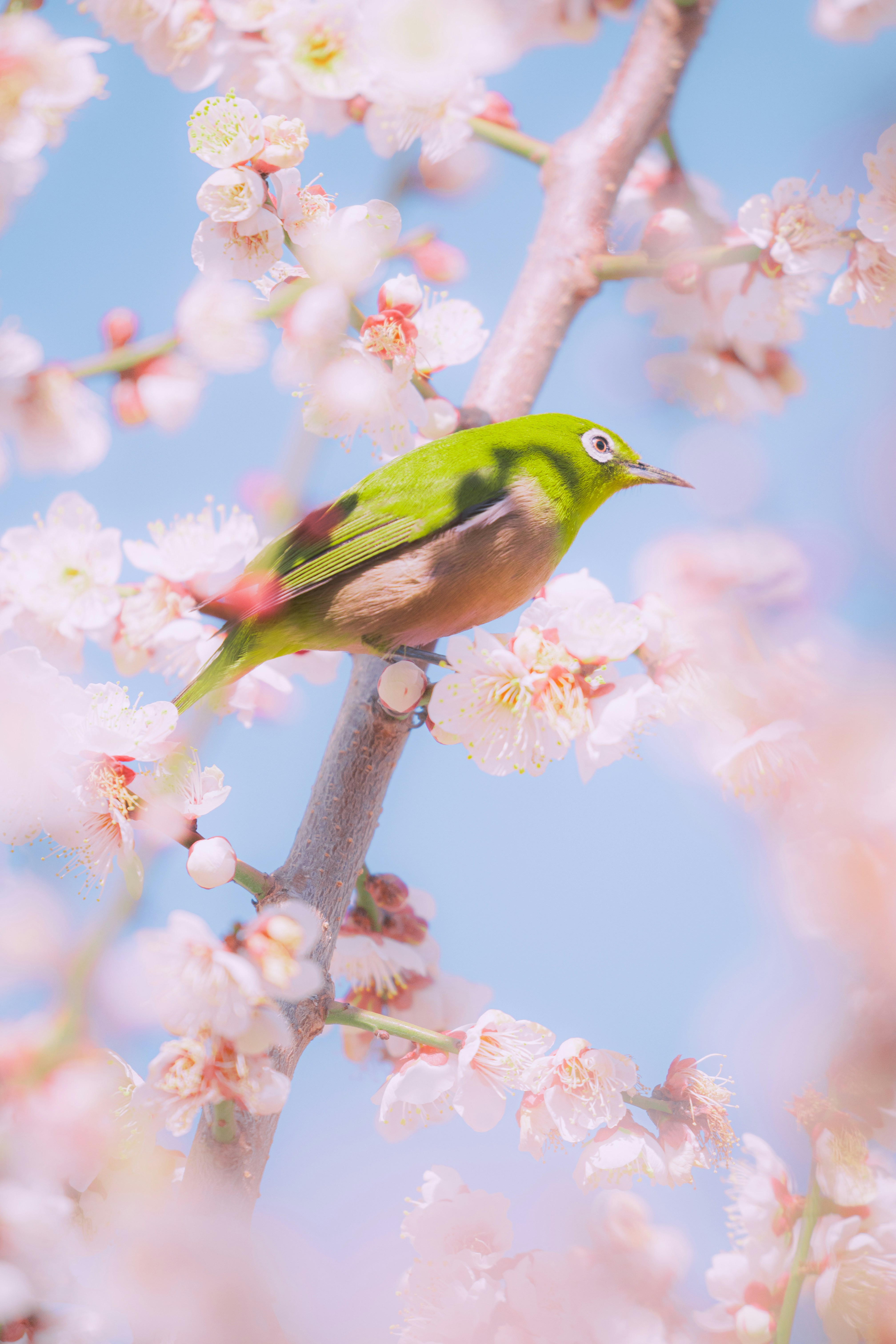A green bird perched on a blooming cherry blossom branch.