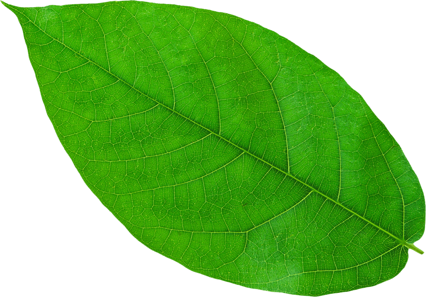Bright green leaf isolated