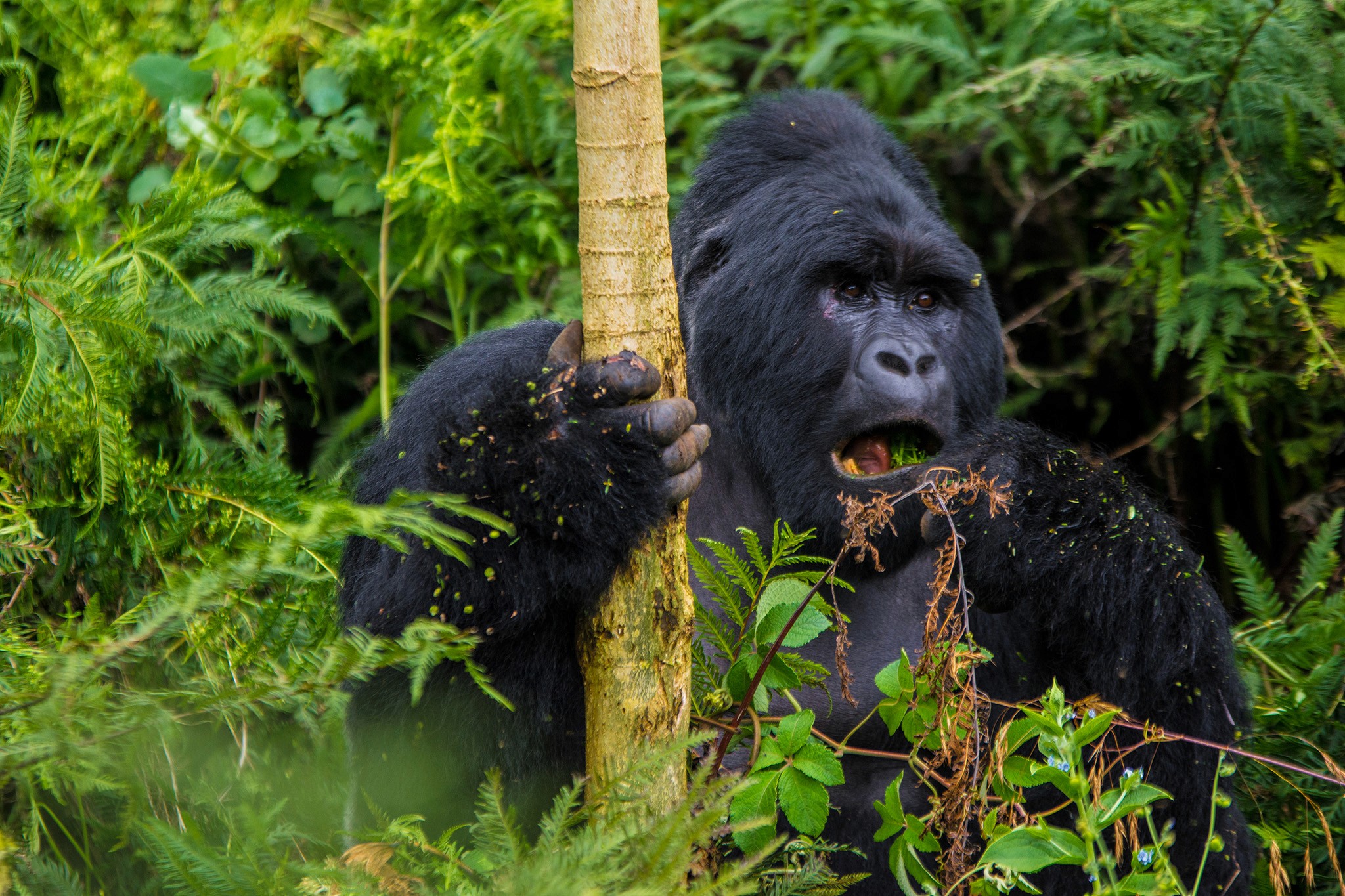 Bwindi Impenetrable National Park