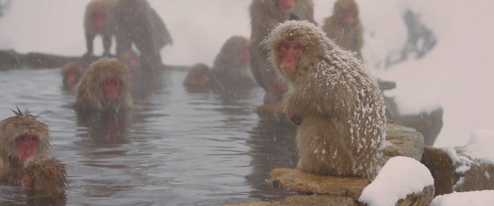 Japanese macaques bathing in a steaming hot spring, with one perched on a snow-covered rock at the pool's edge in winter.
