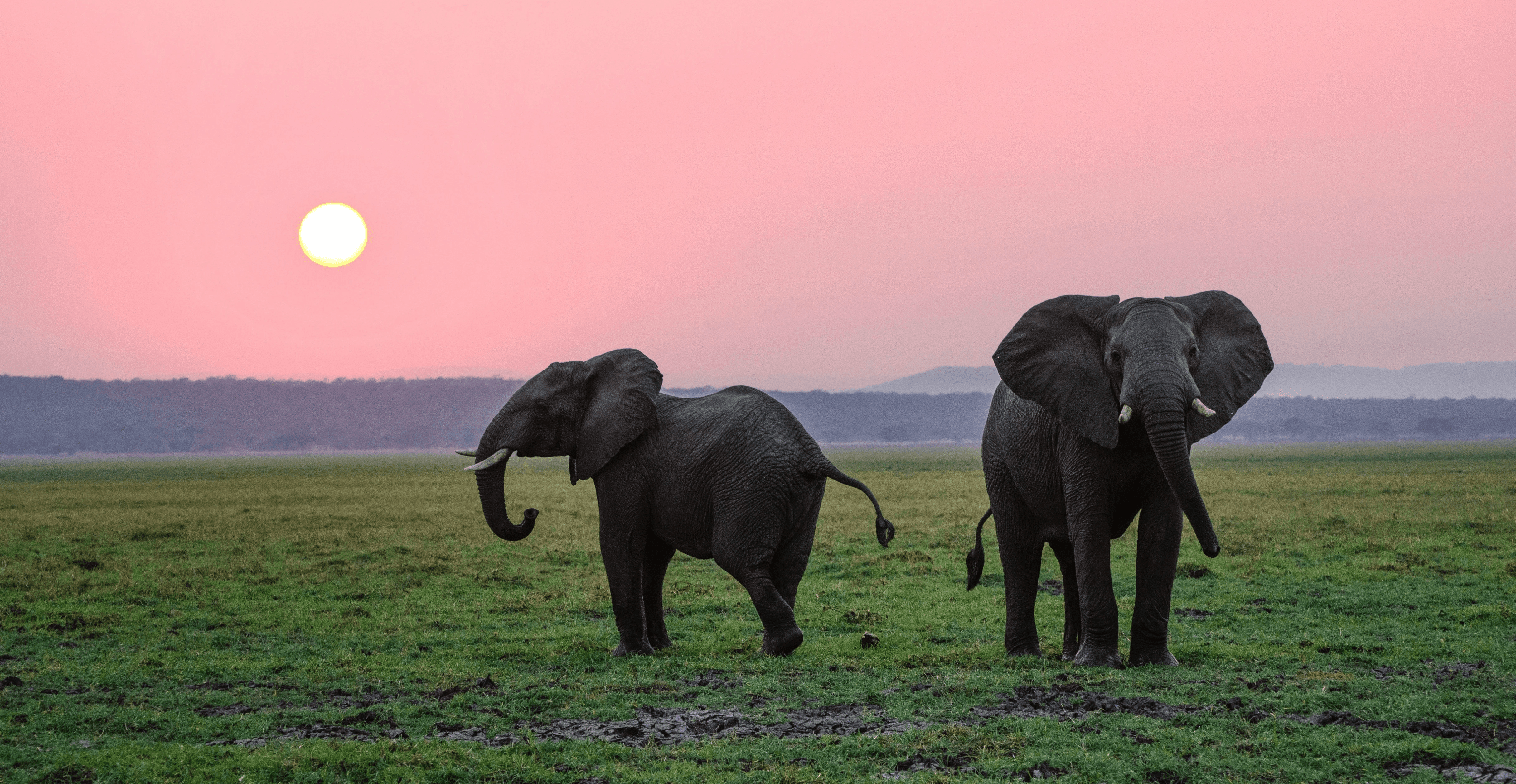 two grey elephants on grass plains during sunset