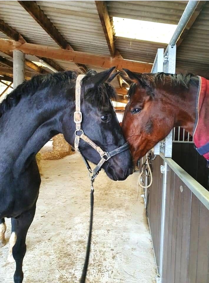 Chevaux tête contre tête
