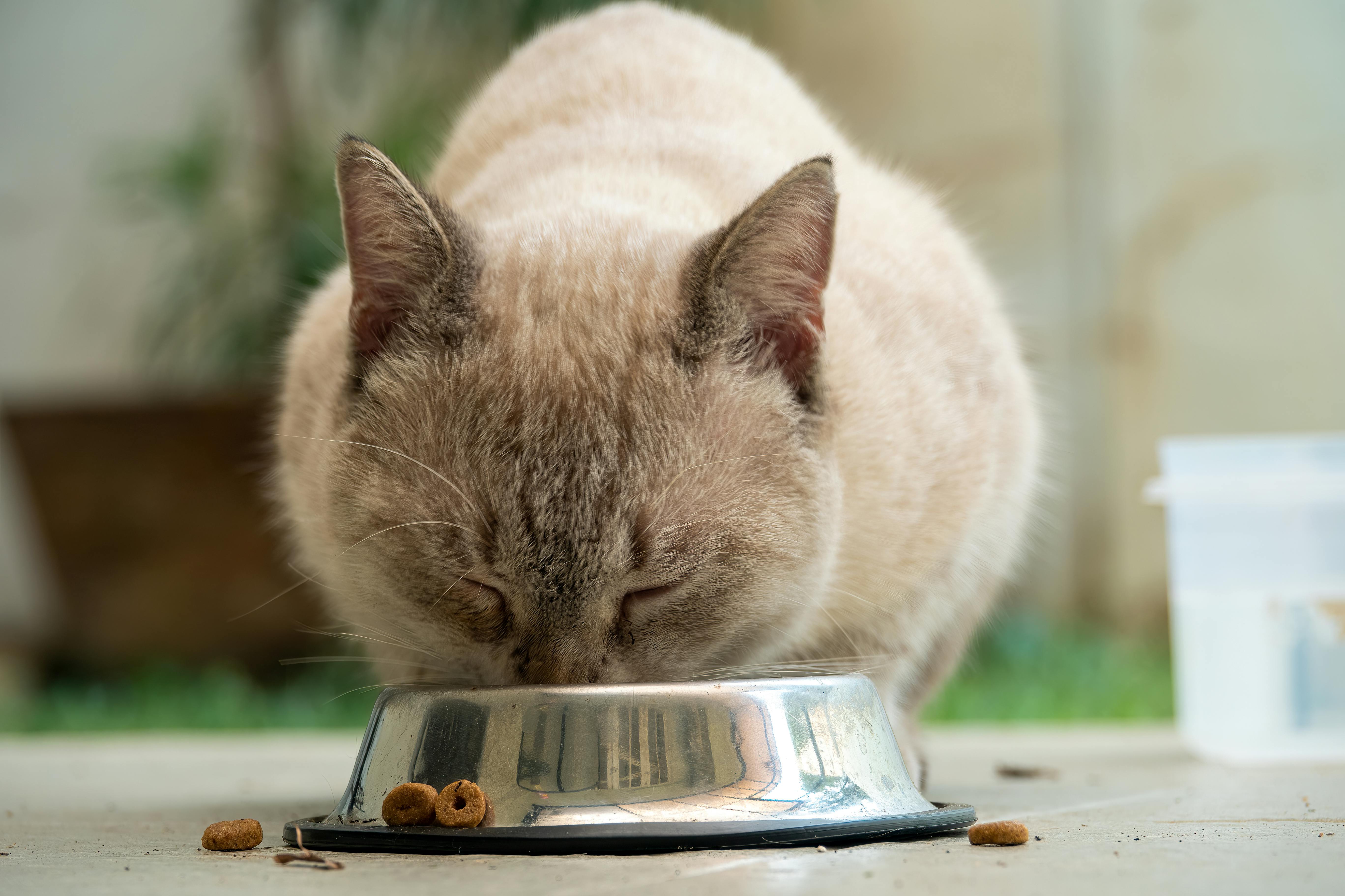cat having food