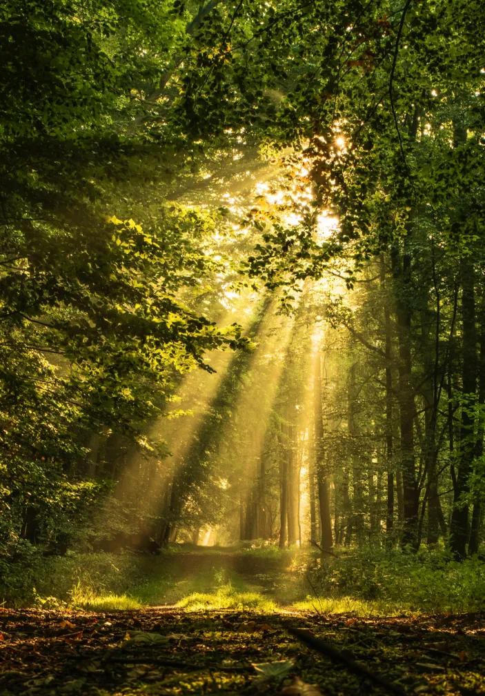 Beams of sunlight through the trees in a forest