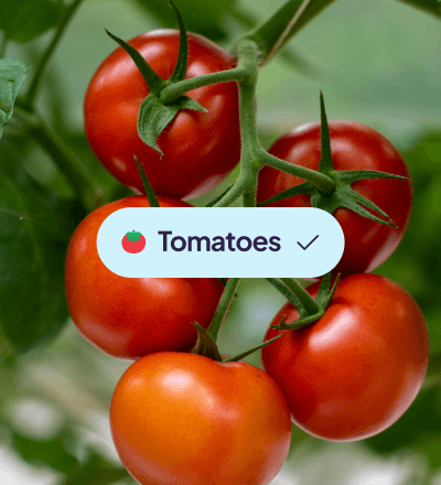 Photo of tomatoes with a designed selection tag