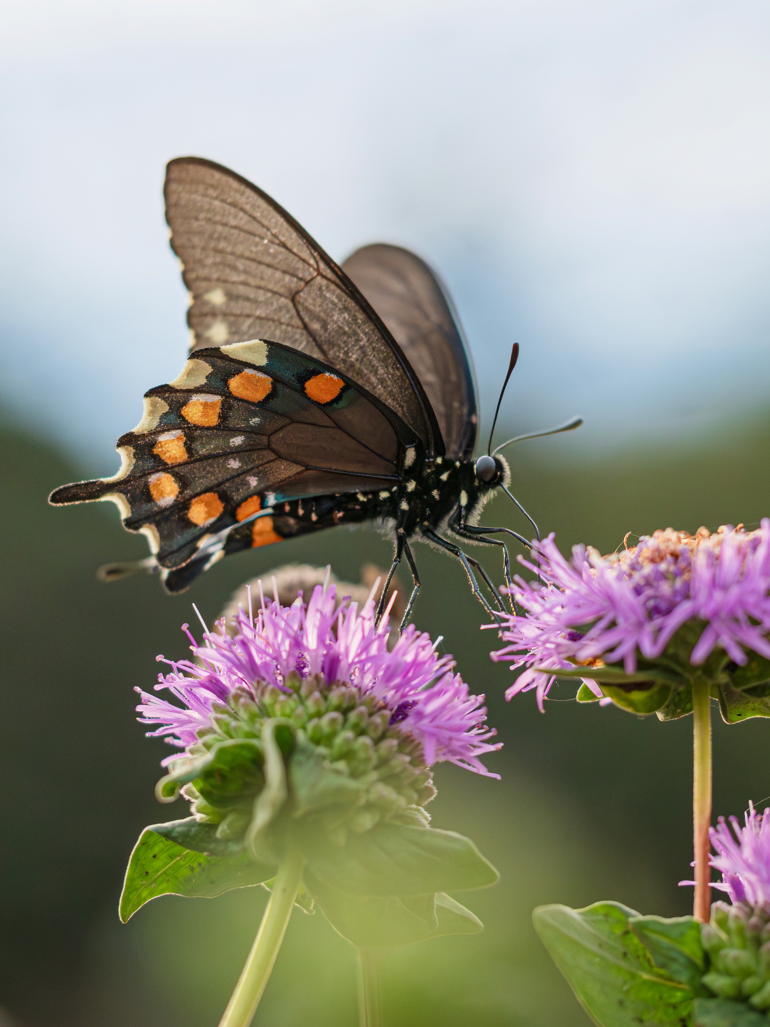 A California Pipevine Swallowtail on coyote mint flowers.