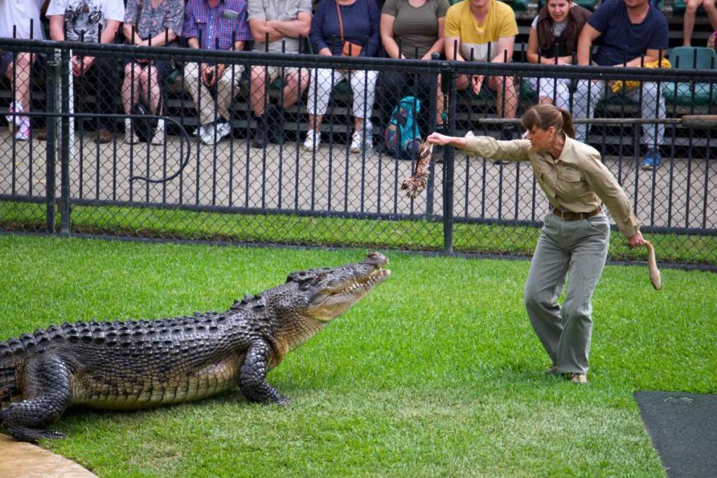terri irwin feeding crocodile at australia zoo
