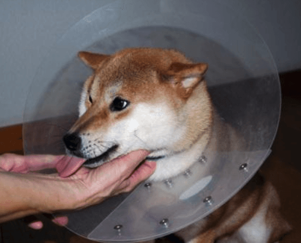 Kabosu’s initial days with Atsuko at her furever home