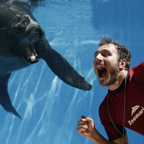 一位身穿红色潜水衣的男子在水族馆的玻璃前愉快地模仿海豹张开嘴的表情。