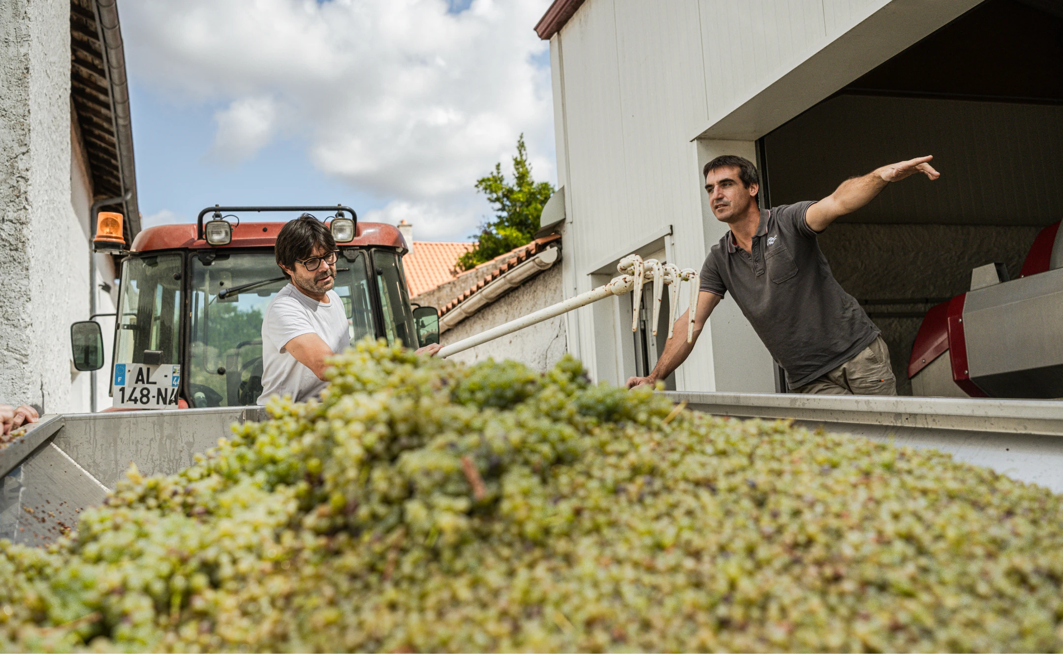 Arrivée de la vendange de raisins blancs au chai