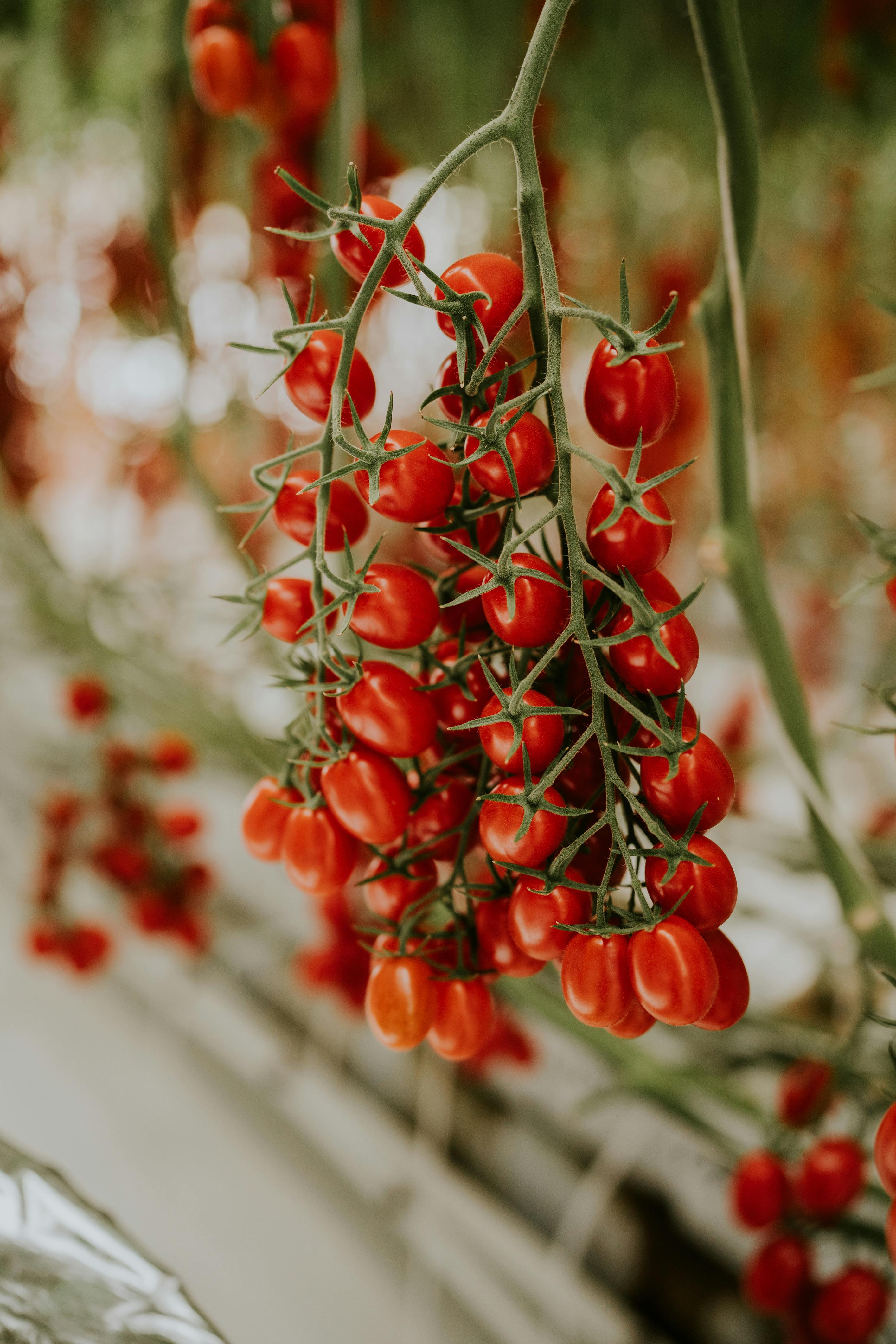 a hand holding a bunch of tomatoes
