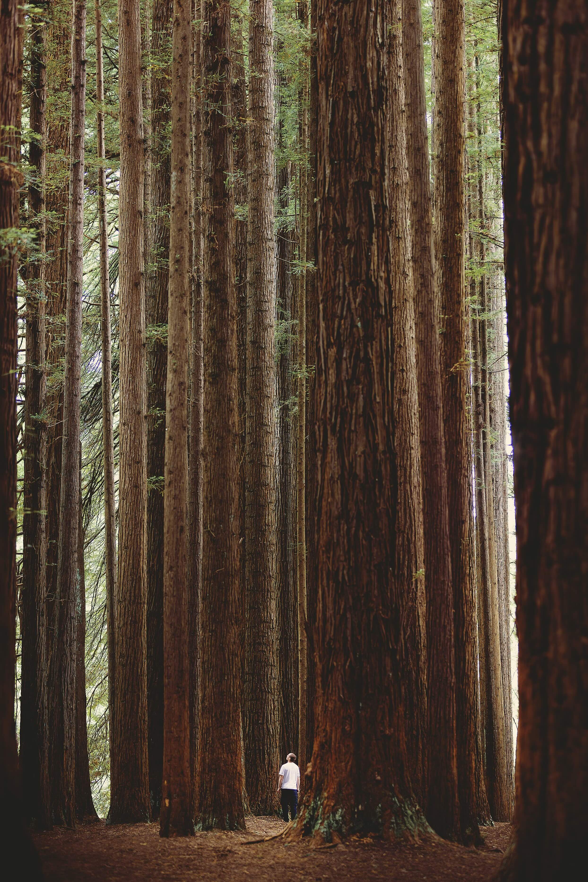 Man standing in redwoods