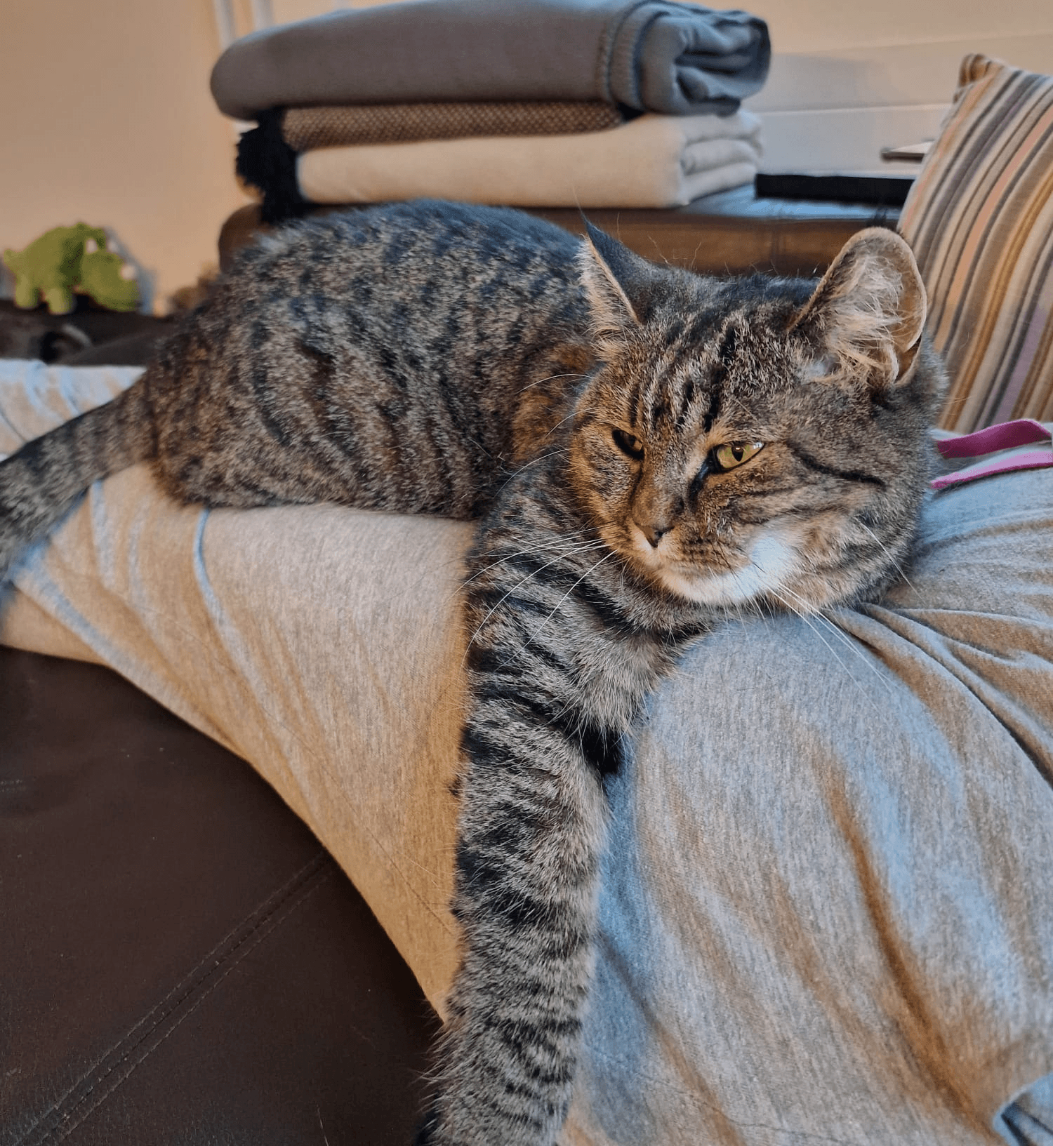 Katze liegt bei einem Menschen ganz entspannt auf den Beinen und lässt rechts Bein hängen