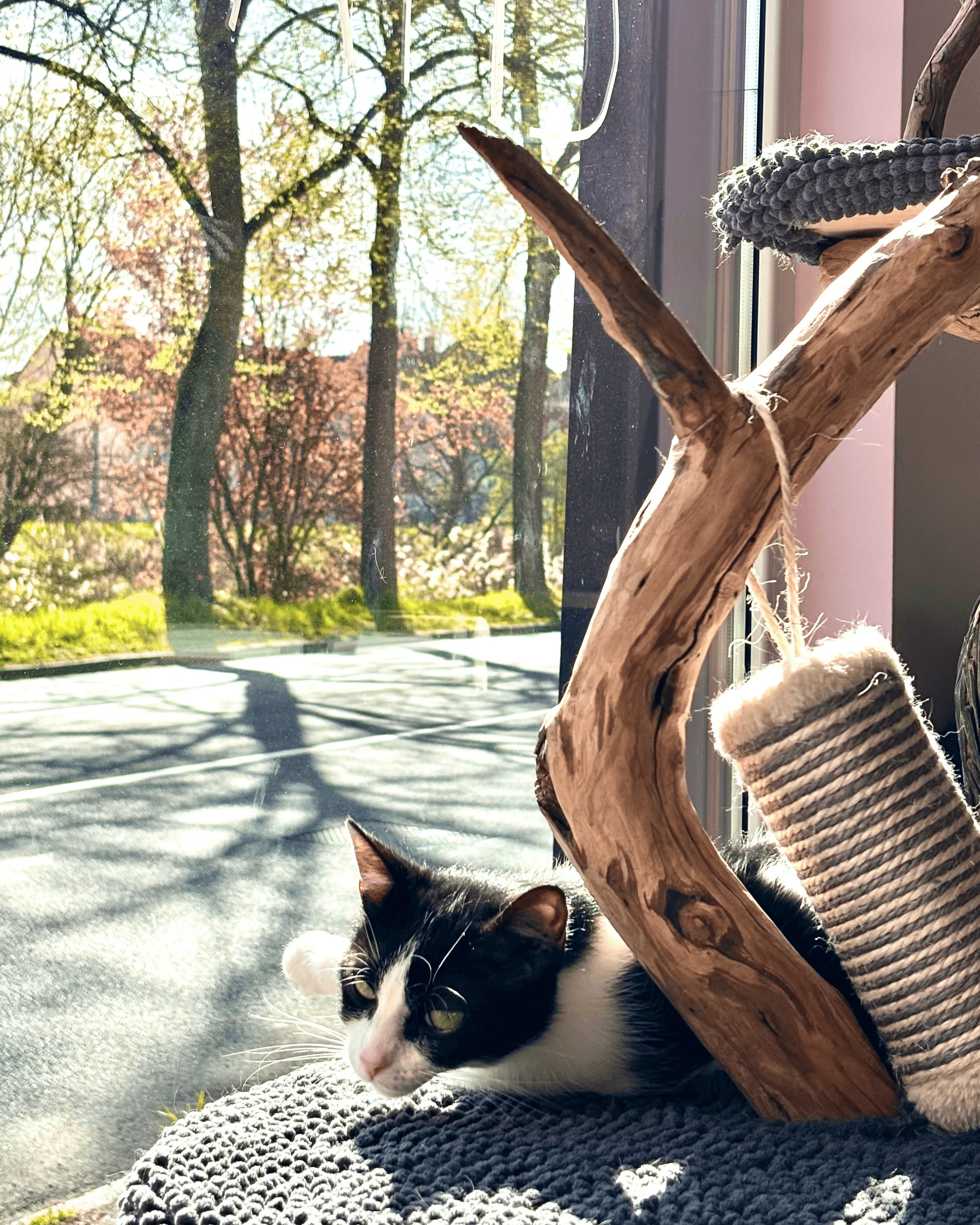 chat-noir-blanc-bois