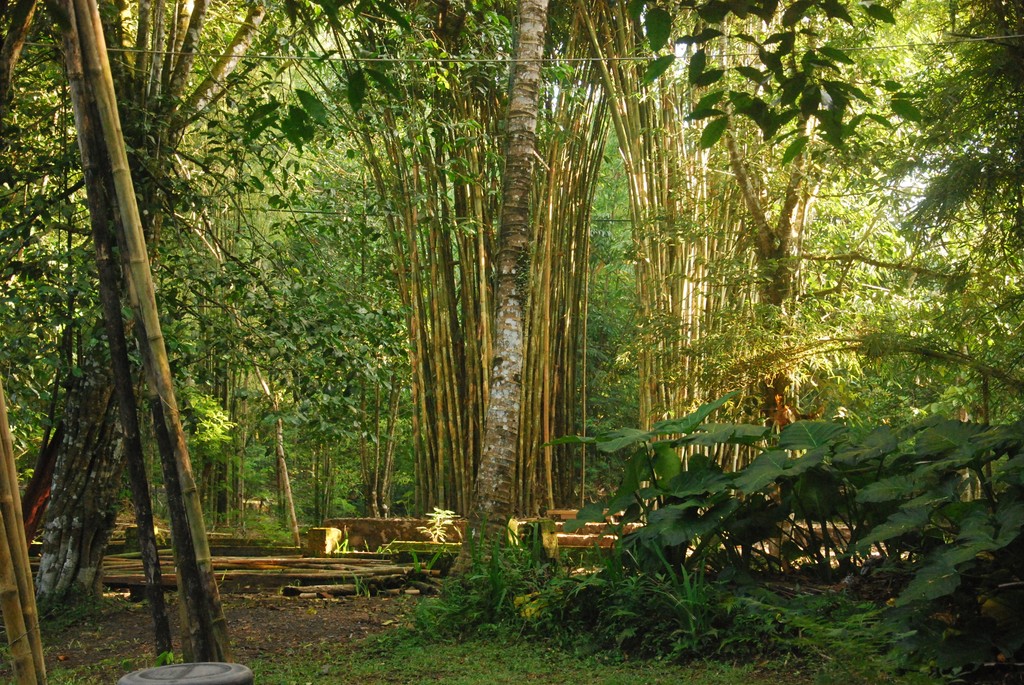 Liok Hap (Mind Gate / Lawang Awangen) | Ruas Bambu Nusa