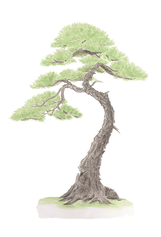 tekening van een bonsai boom