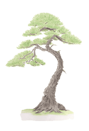 tekening van een bonsai boom