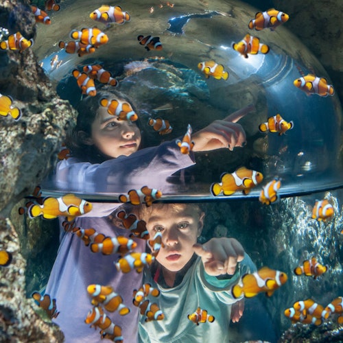 שני ילדים בתוך כיפה שקופה, מוקפים במספר רב של דגי ליצן, מצביעים בהתרגשות על הדגים בתערוכת האקווריום.