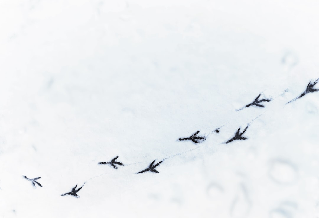 Data Migration Tips